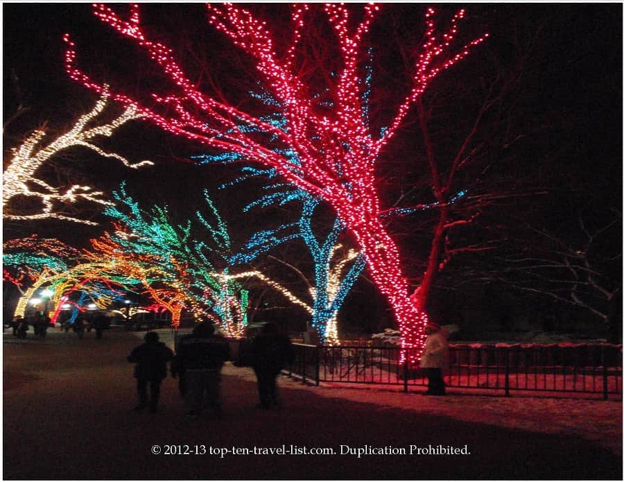 Colorful tree at the Lincoln park Zoo lights
