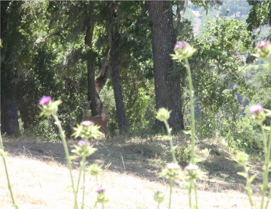 Bike ride in Templeton, CA