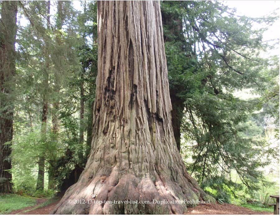 Huge redwood tree in California