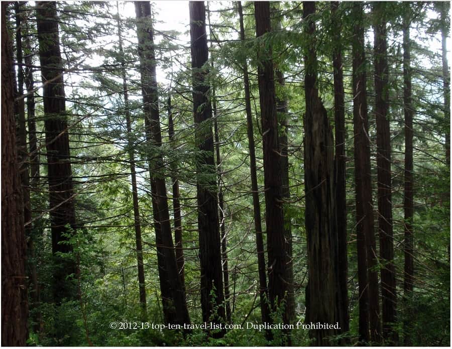 Coastal Redwoods in California