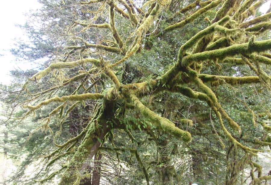 Redwood roots