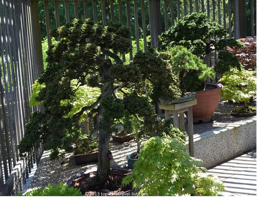Bonsai trees at The Arnold Arboretum