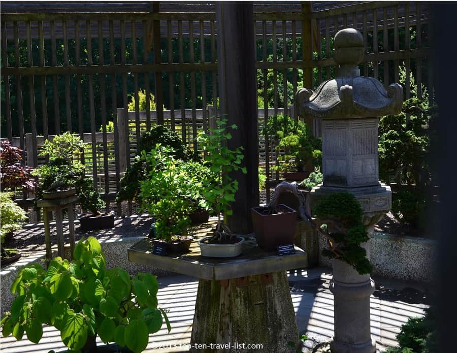 The Arnold Arboretum Bonsai Collection