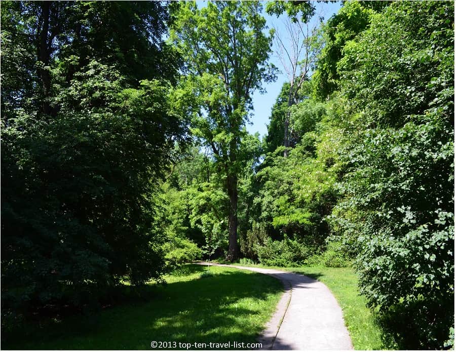 Leafy trees at The Arnold Arboretum