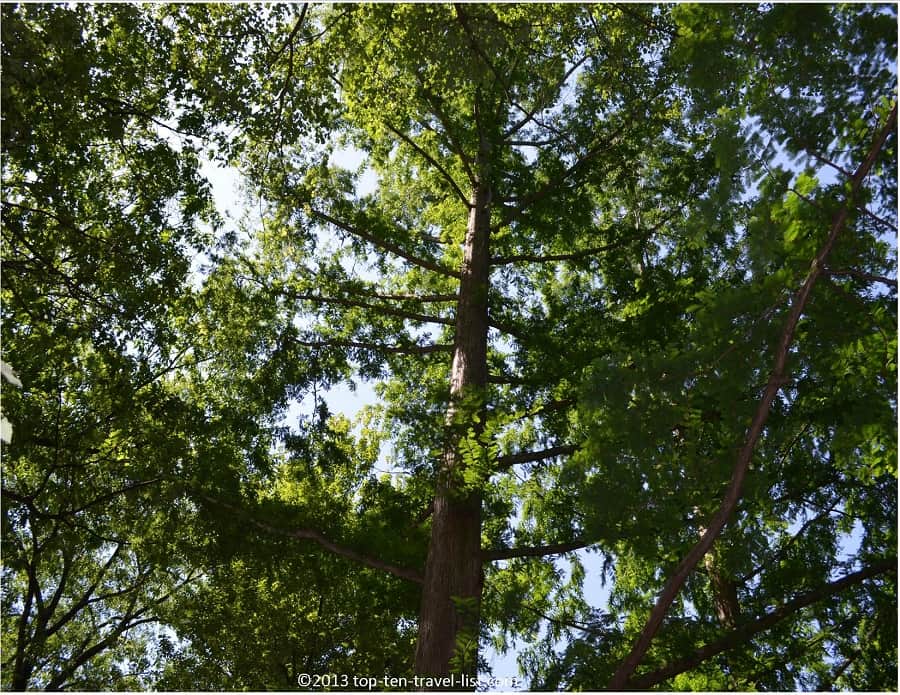 The Arnold Arboretum Dawn Redwood Tree