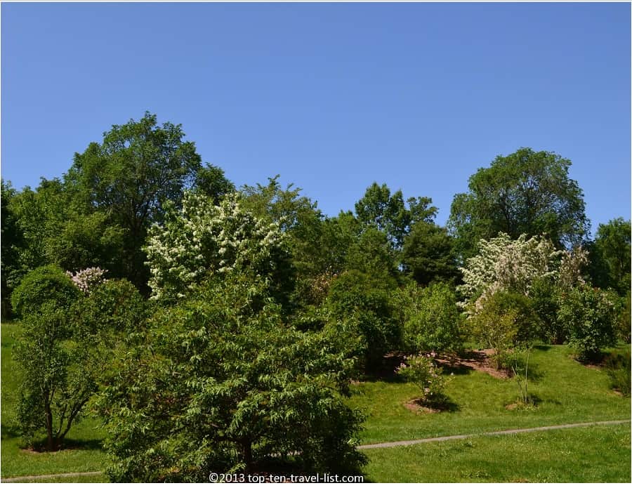 Lush trees at The Arnold Arboretum