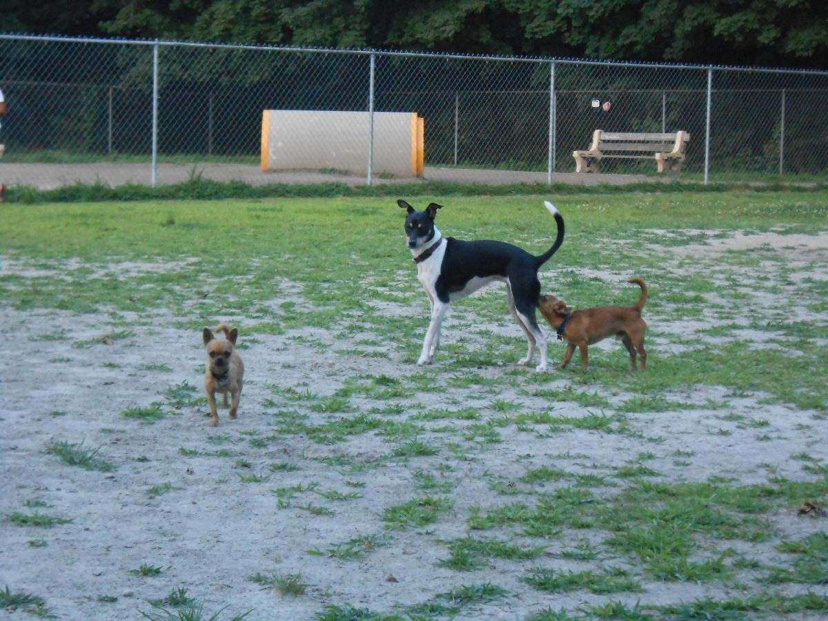 Dogs at dog park in Pawtucket