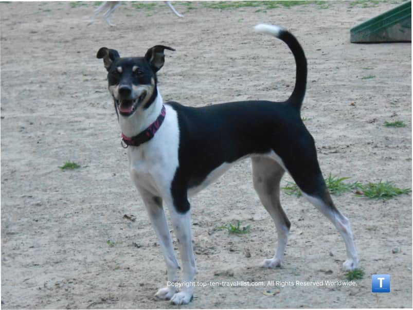 Dog park at Slater Memorial Park 