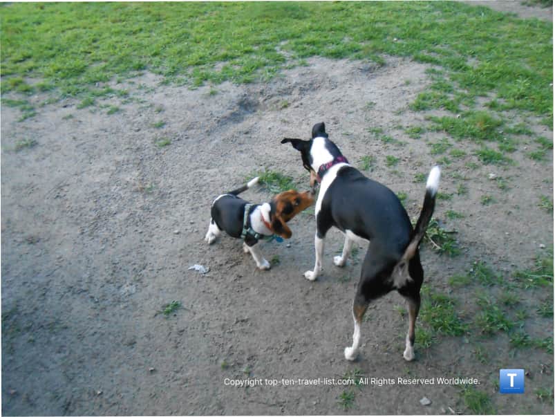 Dog park in Pawtucket