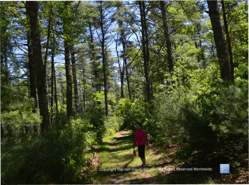 Nature trail at the Arnold Arboretum