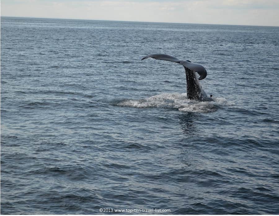 Humpback Whale slapping Tail 