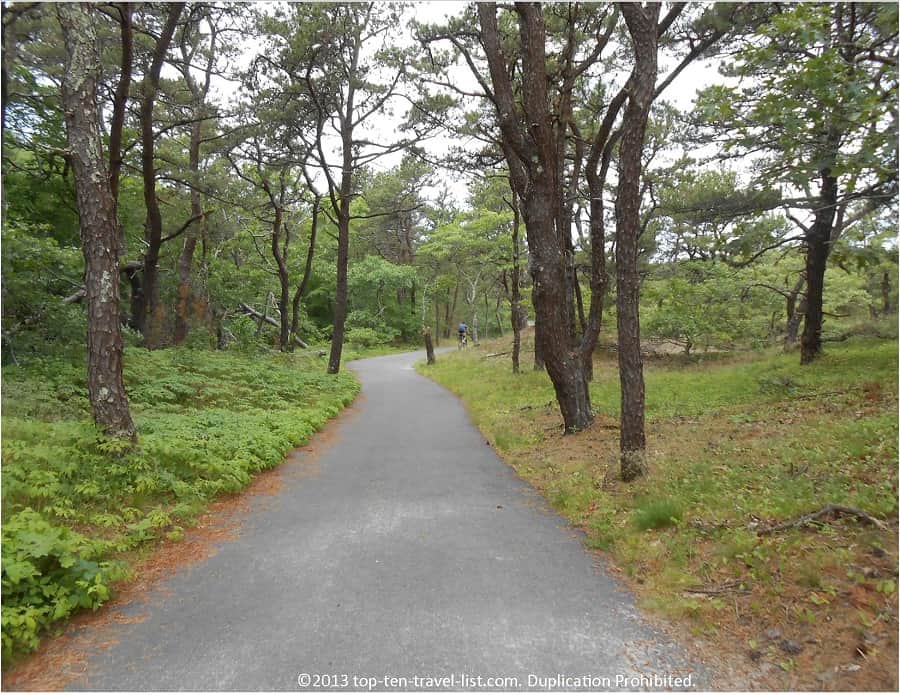 Forest scenery on Provincetown bike path