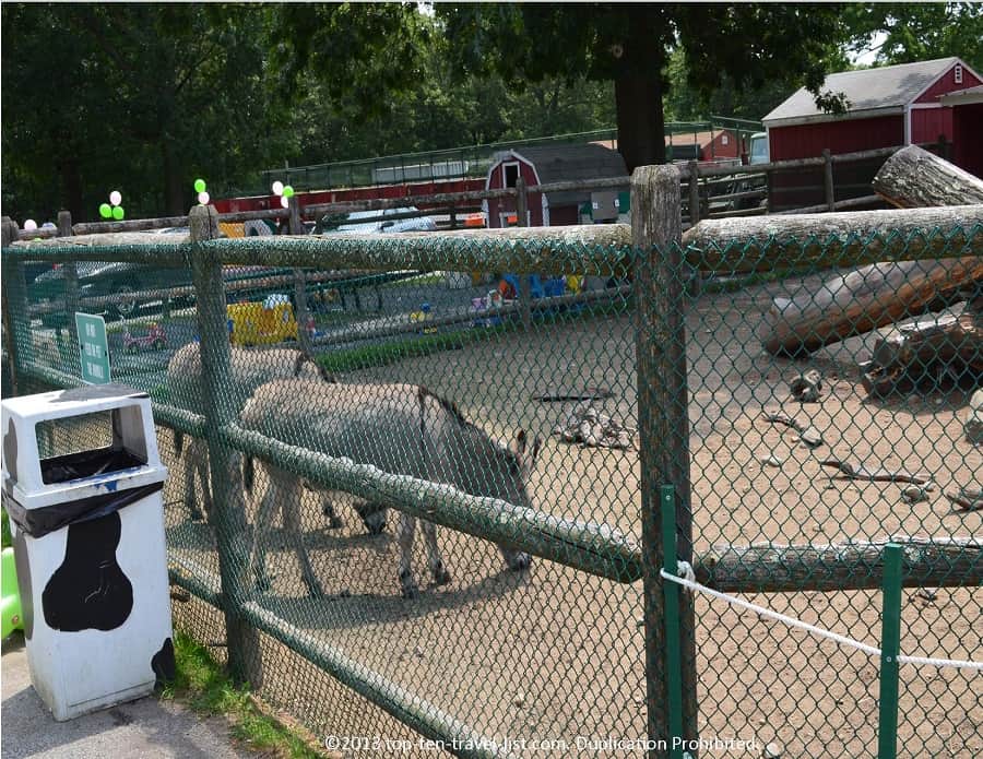 Petting farm at Slater Memorial Park in Pawtucket