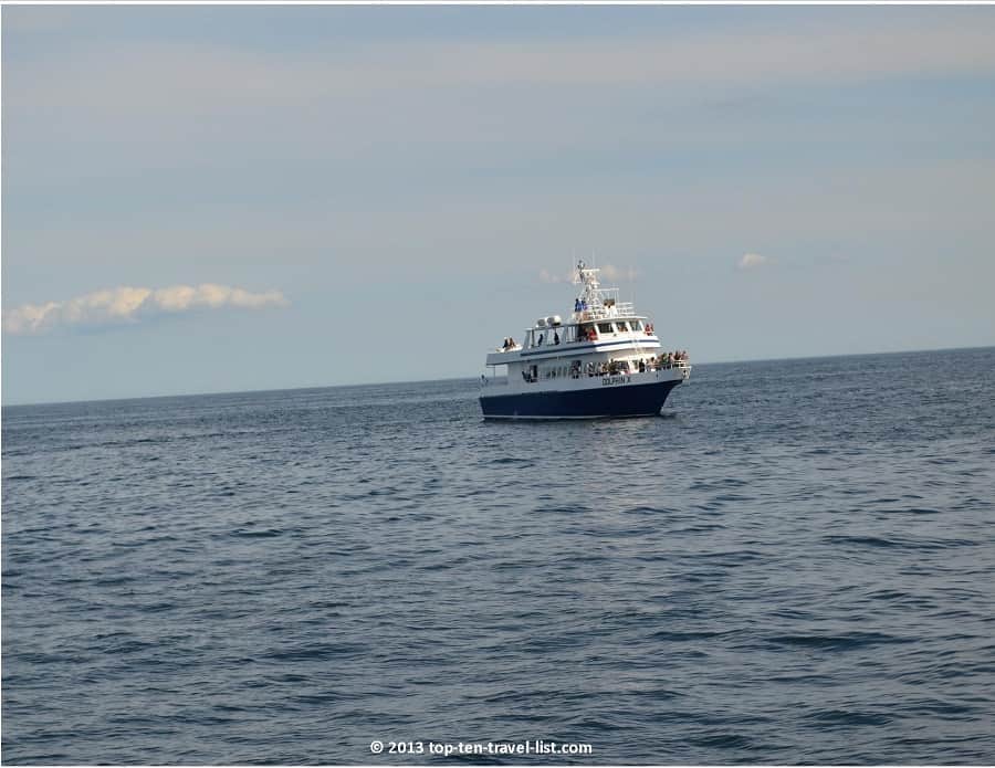 Dolphin X whale watching