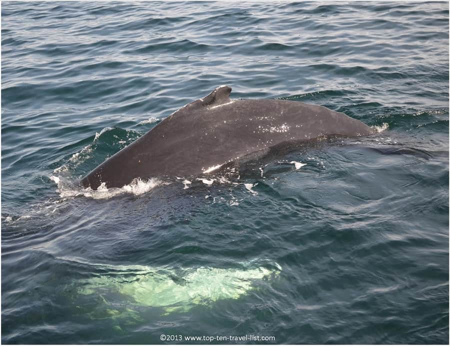 Pectoral fin of a whale
