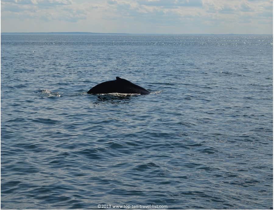 Humpback whale sighting in Plymouth, MA