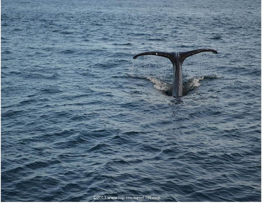 Humpback Whale Tail