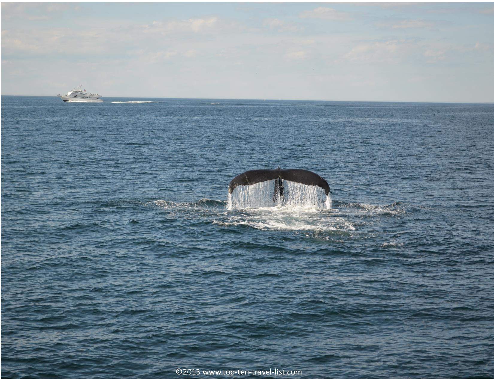 Whale tail flap in Plymouth
