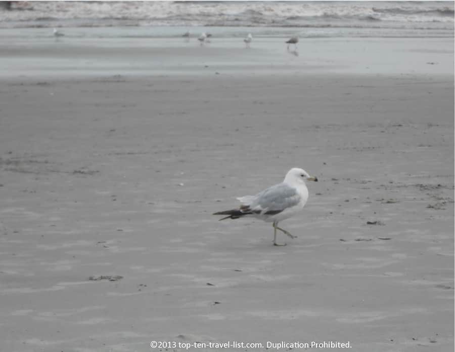 Seagull at Second Beach in Middletown, RI