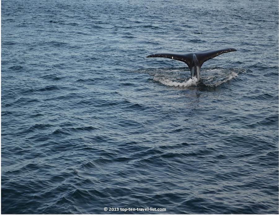 Humpback Whale Tail in Plymouth, MA