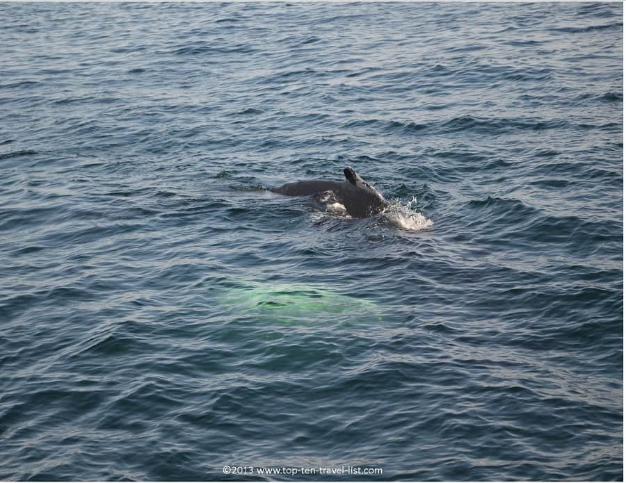 View of a humpback whale's dorsal fin in Plymouth