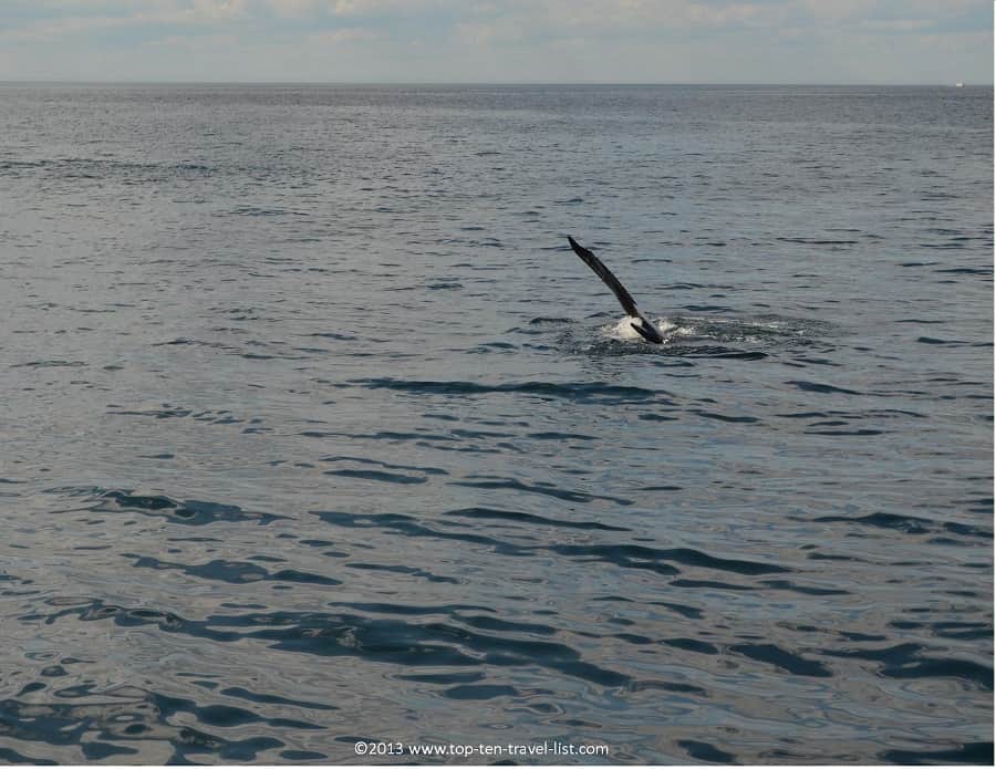 Humpback whale showing pectoral fin in Plymouth