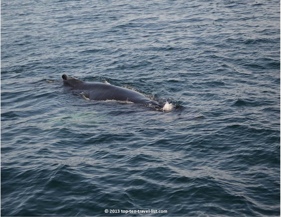 Whale in Plymouth