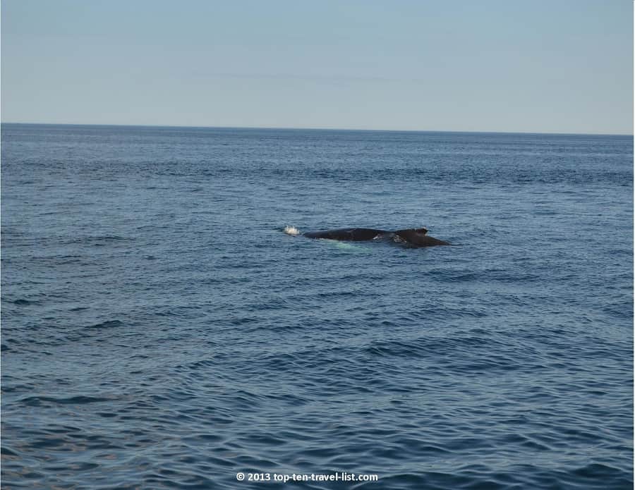 Whale seen during Plymouth MA cruise