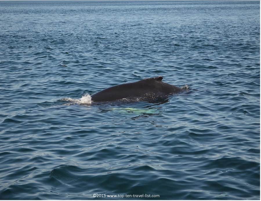 Dorsal fin on a humpback whale in Plymouth