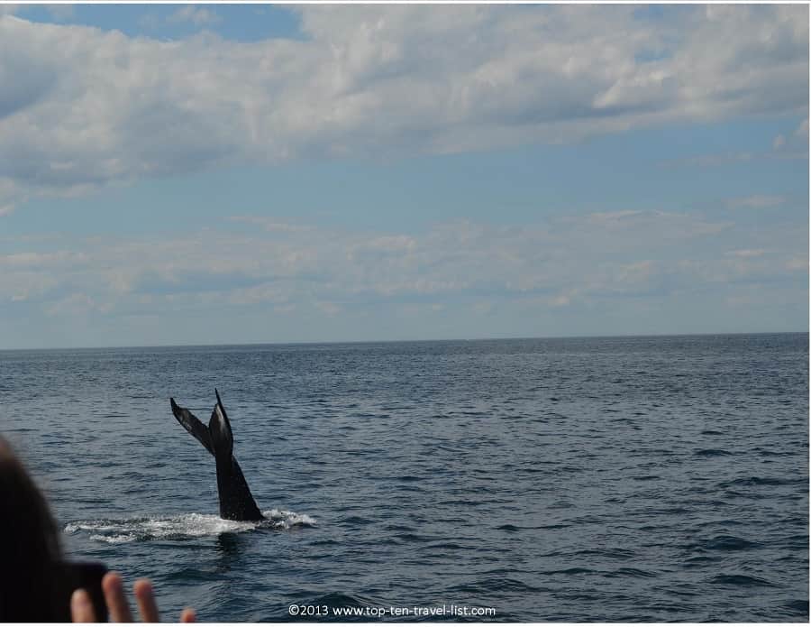 Sighting of a Humpback Whale T