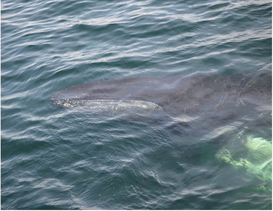 Underwater view of a humpback whale in Plymouth