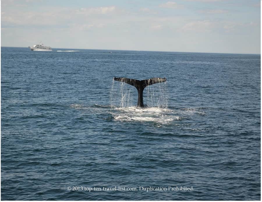 Whale Watching in Plymouth, MA