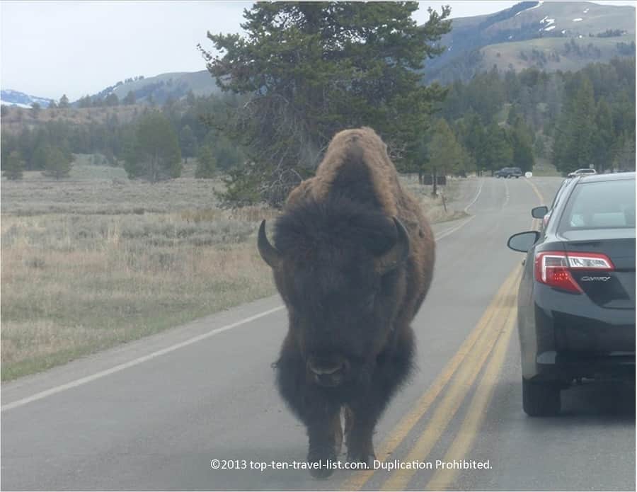 Bison  right next to a car at Yellowstone National Park 