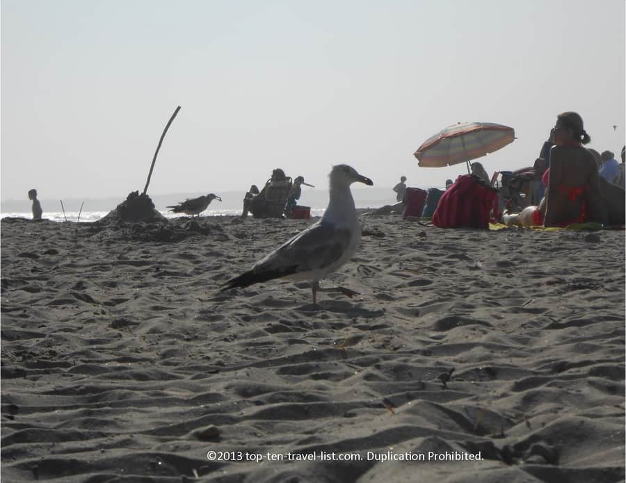 Seagull at Horseneck Beach in Westport, Massachusetts