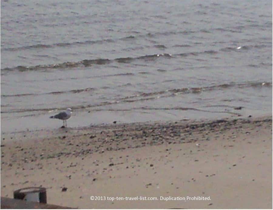 Seagull on boardwalk in Atlantic City, New Jersey 