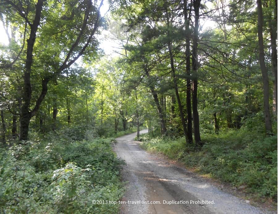 Forest view at Blue HIlls