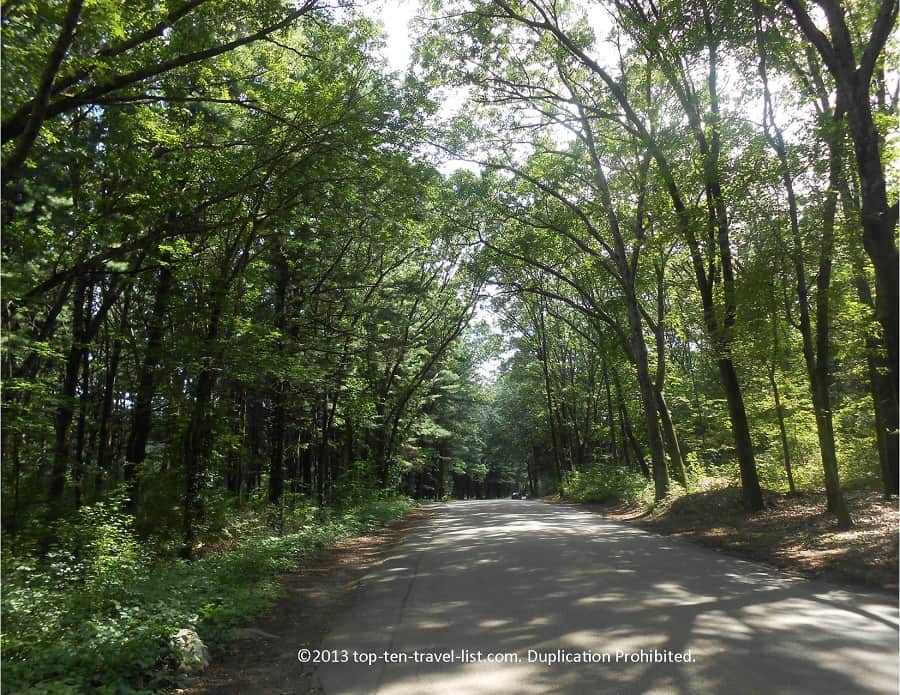 Tunnel of trees at Lincoln Woods State Park 
