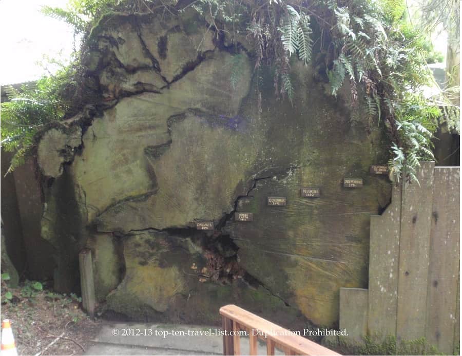 Huge, old redwood tree stump at Trees of Mystery 