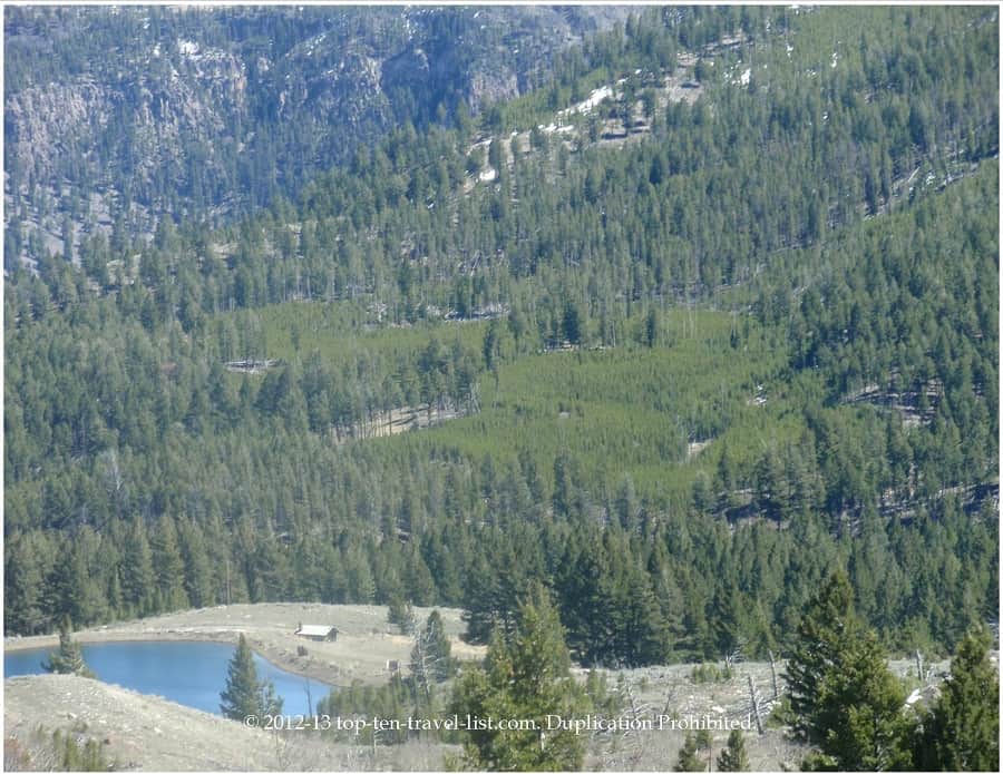Scenic forests at Yellowstone National Park