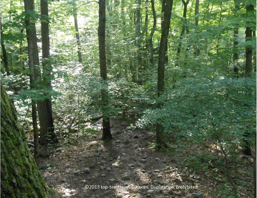 Forested views at Blue HIlls