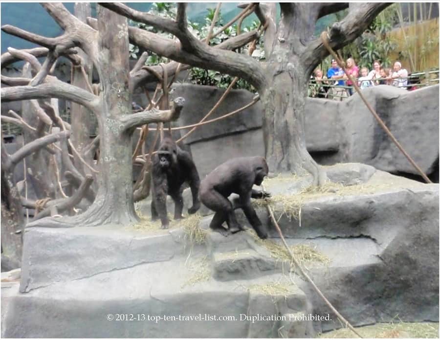 Tropic World at Brookfield Zoo