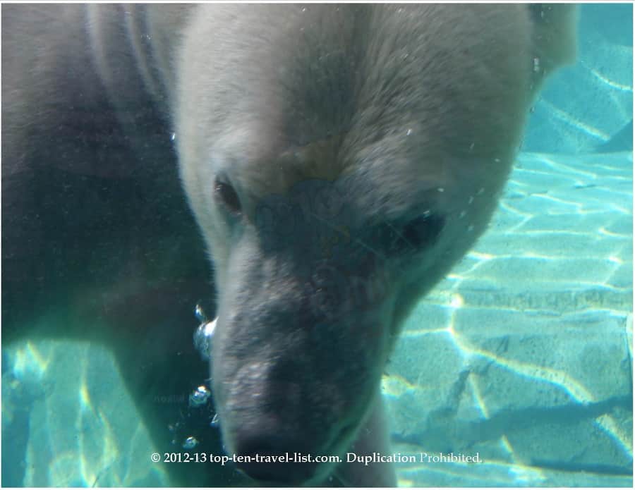 Polar bear in the underwater viewing area at Brookfield Zoo