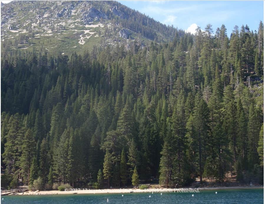 Pine forests in Lake Tahoe