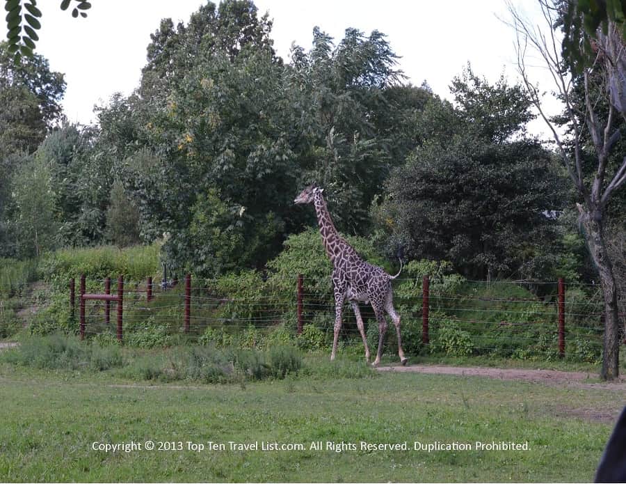 Giraffe at Franklin Park Zoo 