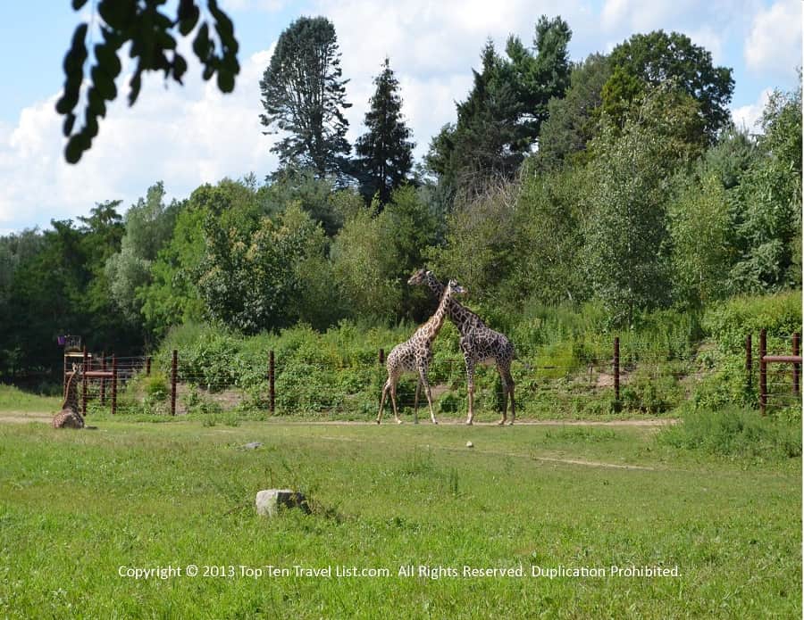 Giraffes at Franklin Park Zoo 