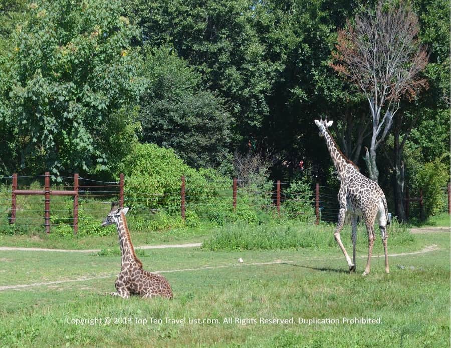 Giraffes at Franklin Park Zoo 