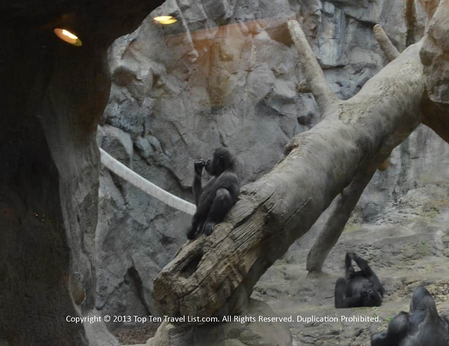Gorilla at Franklin Park Zoo 