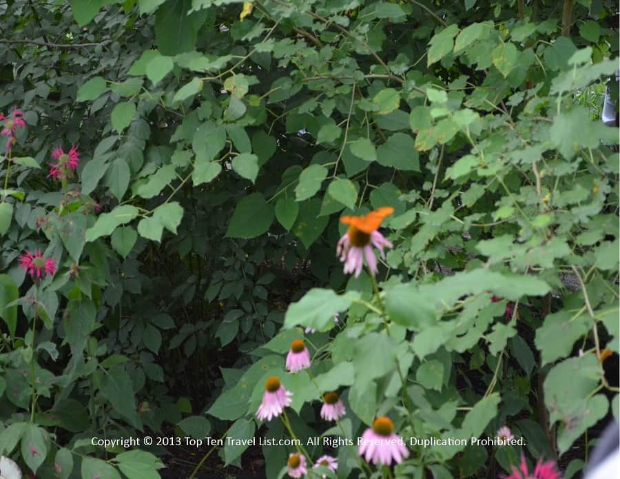Orange butterfly