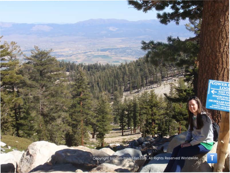 Pine trees at Emerald Bay State Park