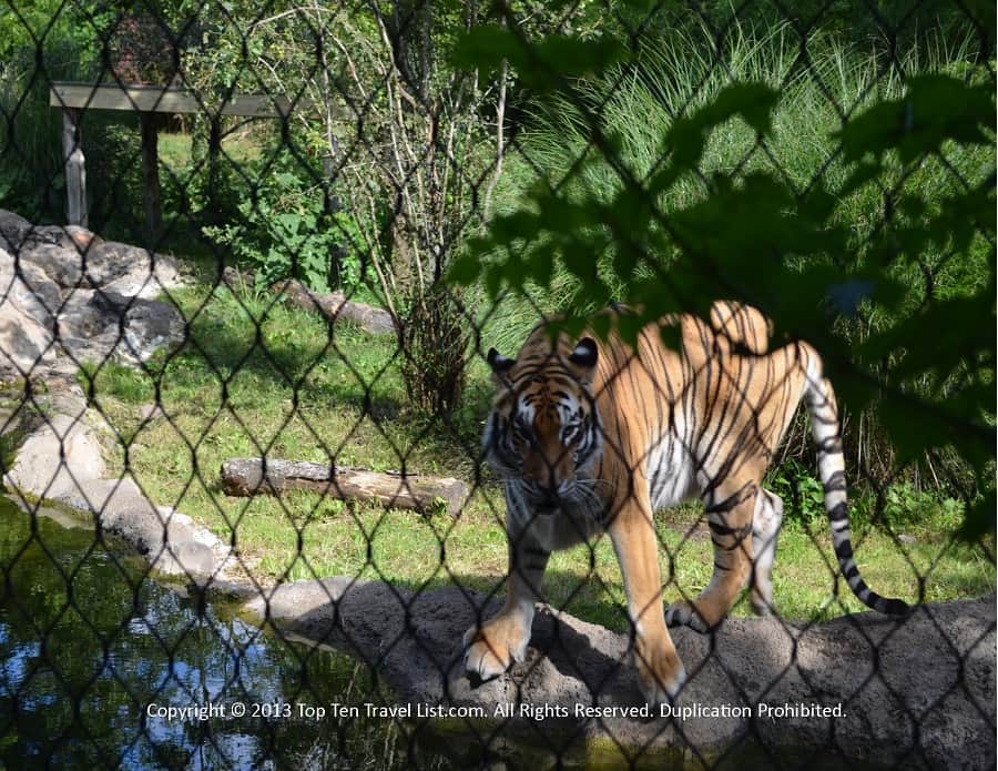Tiger at Franklin Park Zoo 